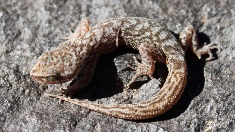 Un-reptil-en-peligro-descubren-una-nueva-especie